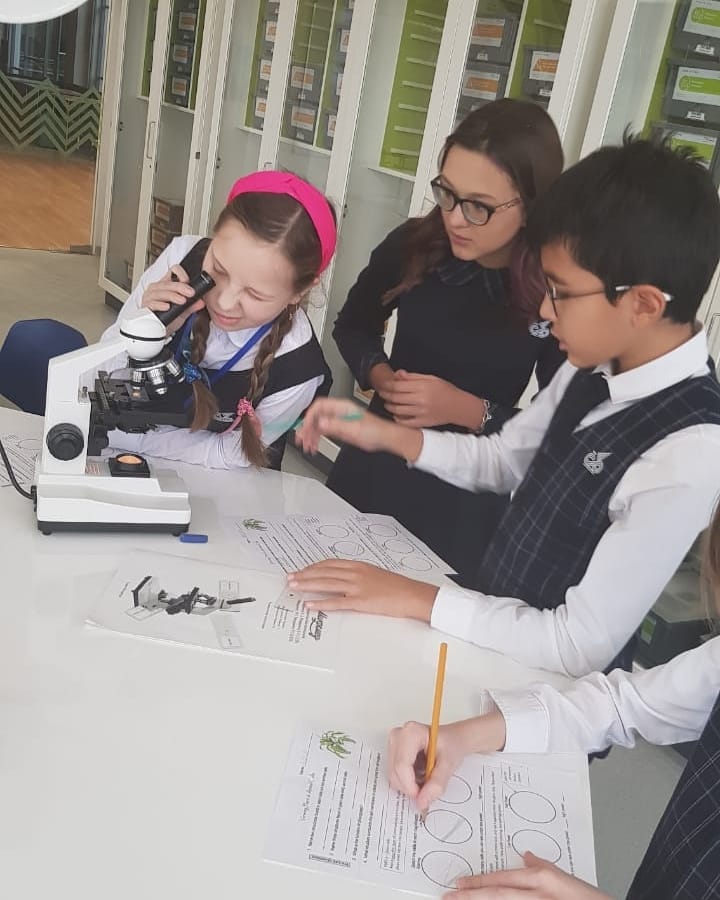 ISK s Grade 6 students have been examining animal and plant cells  Han...